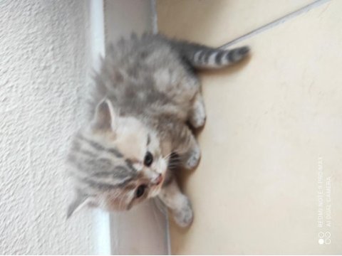 40 günlük british shorthair yavrular