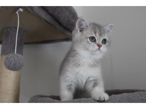 Ay11 erkek british shorthair blue golden