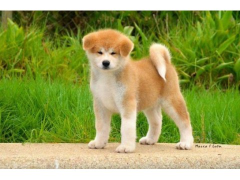 Japon akita yavrularımız