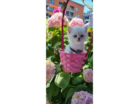 19 mayıs doğumlu british shorthair bebekler