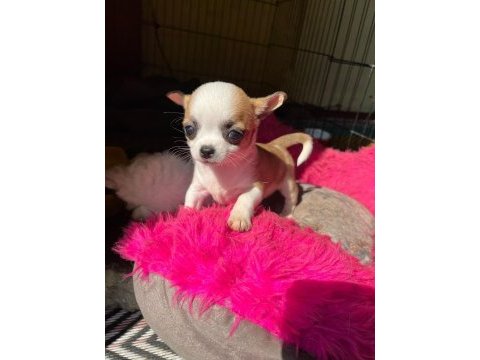 Safkan elma kafa chihuahua bebek çorlu