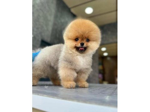 Tek kelime mükemmel kalite pomeranian