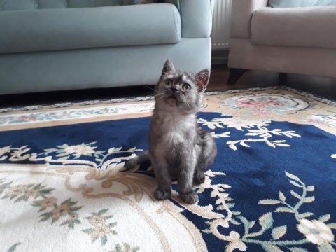 3 aylık british shorthair