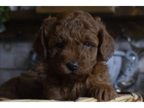 Red brown toy poodle