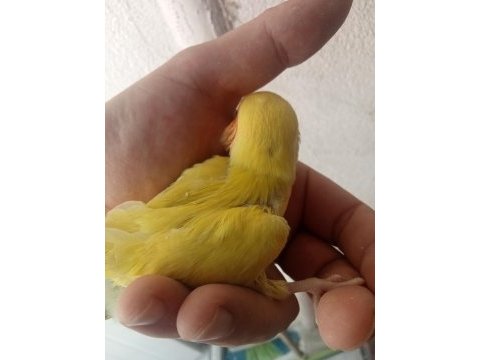 Sevda yavrular ısırması yok elinize alabilirsiniz