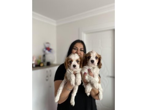 Sağlık ve ırk garantili cavalier king charles yavrularım