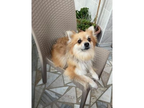 Çipine göre 4 yaşında aile köpeğimiz