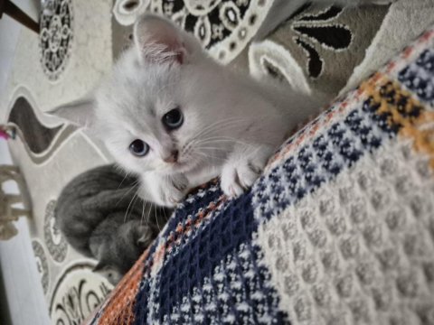 British shorthair yavrularıma bir yuva