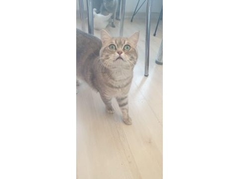 Erkek kedimiz ilanda