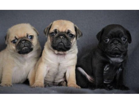Irk ve sağlık garantili pug yavrular