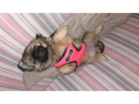 3 aylık pekinez köpeği