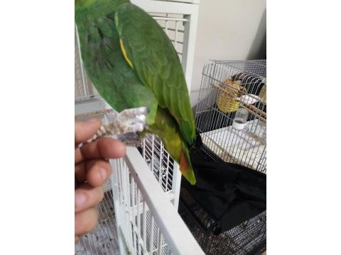 Amazon papağanı 11 aylık full evcil