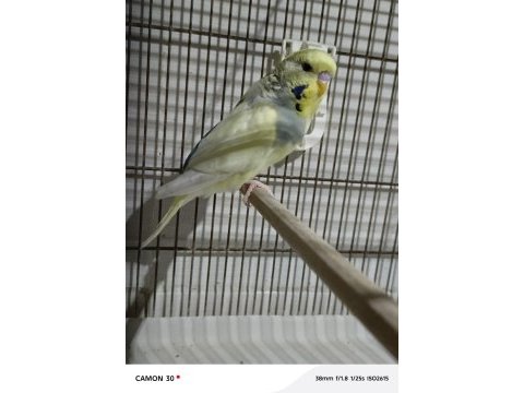 Kuşları p. shop kuşları ile kıyaslamayın