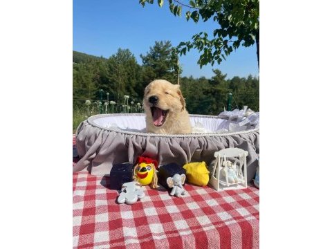 Baby face safkan golden retriever yavrularımız