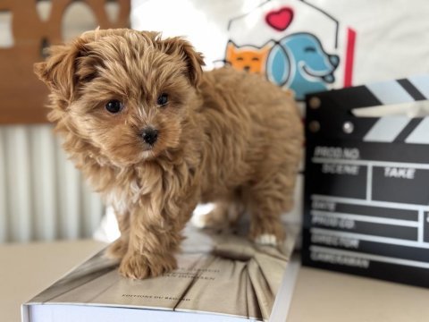 Wc eğitimli tea cup morkie yavrumuz