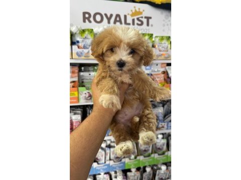 Maltipoo yavrular orjinal sıfır numara bardak boy