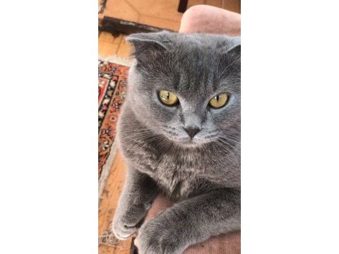 Sevimli uysal scottish fold