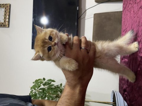 Safkan golden yavrularımız yuva arıyor