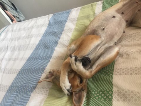 Chihuahua sahiplendirme