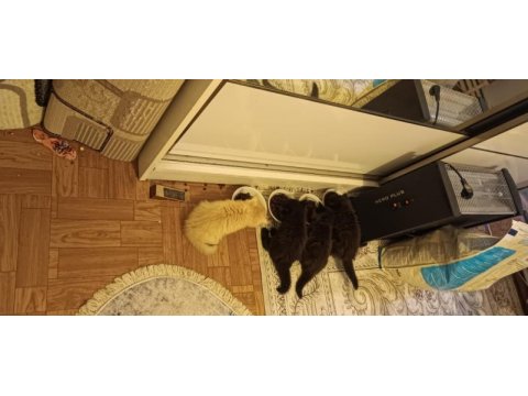 Çikolata ve karamel persian