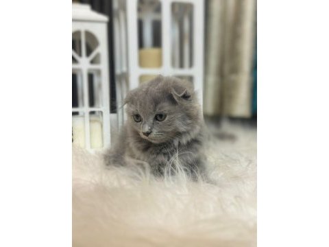 British shorthair kedimize sıcak bir yuva arıyoruz