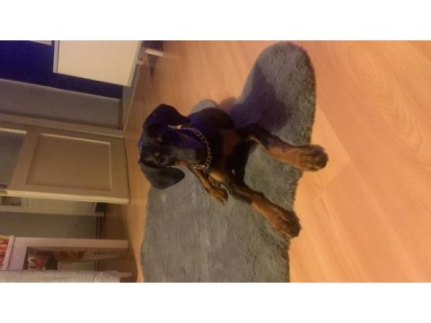 3 aylık dişi safkan doberman