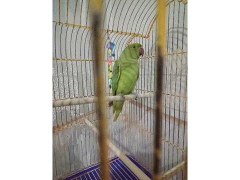Evcil pakistan papağanı