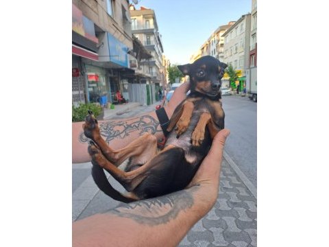 Pinscher şivava