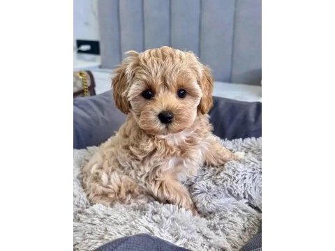 Maltipoo yavrularımız