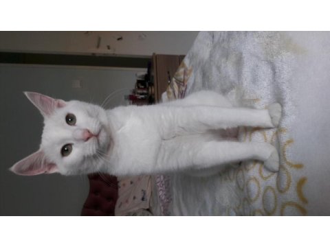 Ücretsiz kedi russian blue