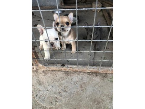 French bulldog bebeklerimiz yeni yuvalarına gitmeye hazır