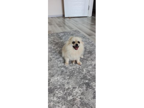 Krem rengi dişi eğitimli pomeranian küçük ırk