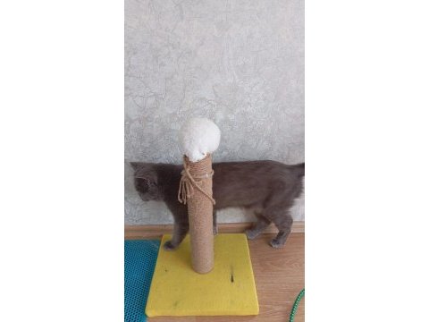 British shorthair sevgi yumağı 1.5 2 yaş
