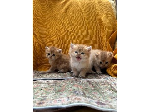 Golden british longhair güzellikler