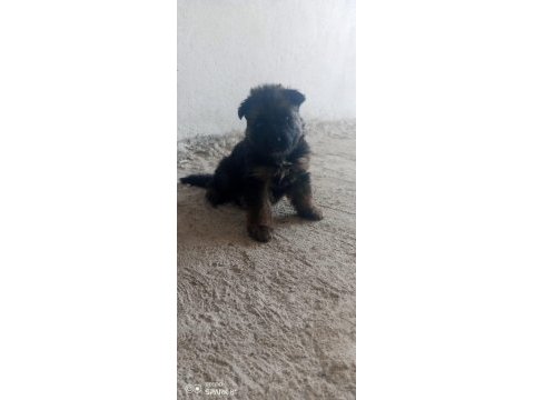 Dişi can erkeğin heyecan olduğunu bilenler için alman kurdu