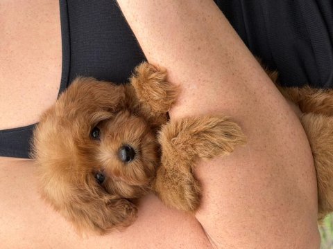 Red micro teacup dişi maltipoo