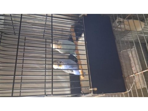 Muhabbet kuşu yerli takım