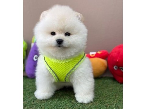 Safkan pomeranian boo bebekler