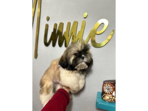 Orjinal shih-tzu yavrularımız