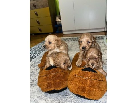 Şeker gibi maltipoo yavrularımız büyümeme garantili