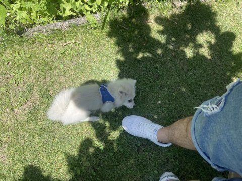 5 aylık pomeranian speed aşıları tam eğitimi var