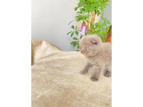 50 günlük eğitimleri tam scottish fold bebekler