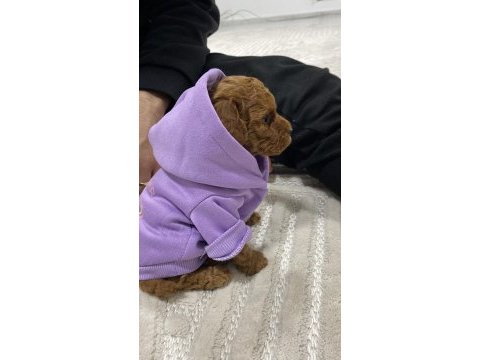 Bebek toy poodle