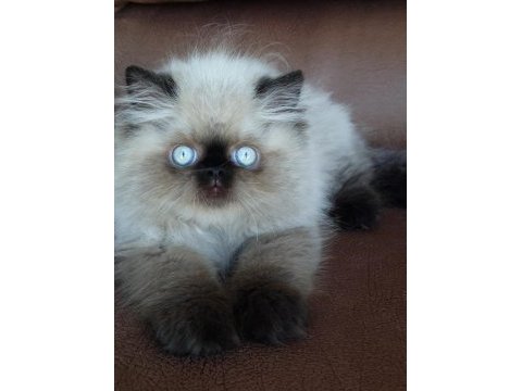 Şecere (soy) belgeli persian (iran) erkek yavru