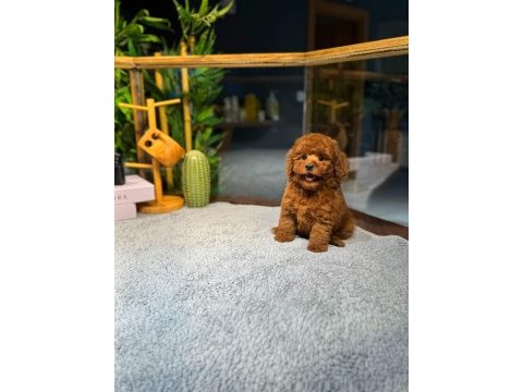 Kore kan toy poodle yavrularımız