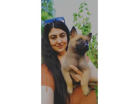 Belçika kurdu malinois yavru
