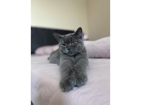 British shorthair mia için bizimle iletişime geçebilirsiniz
