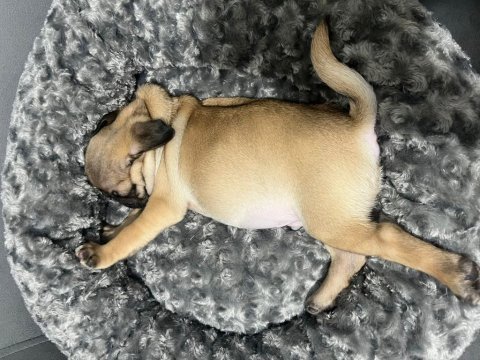 Sahibinden yavru pug