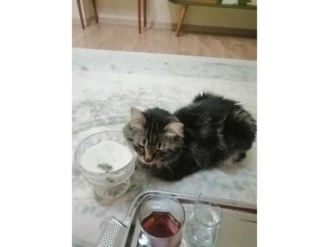 Güzel erkek bir tekir kedidir