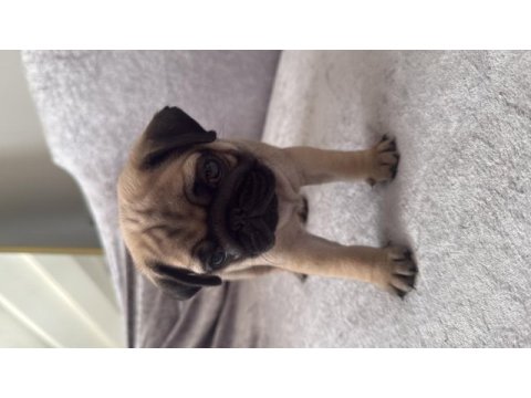 Pug yavru sahibinden sahiplendirme ücretli